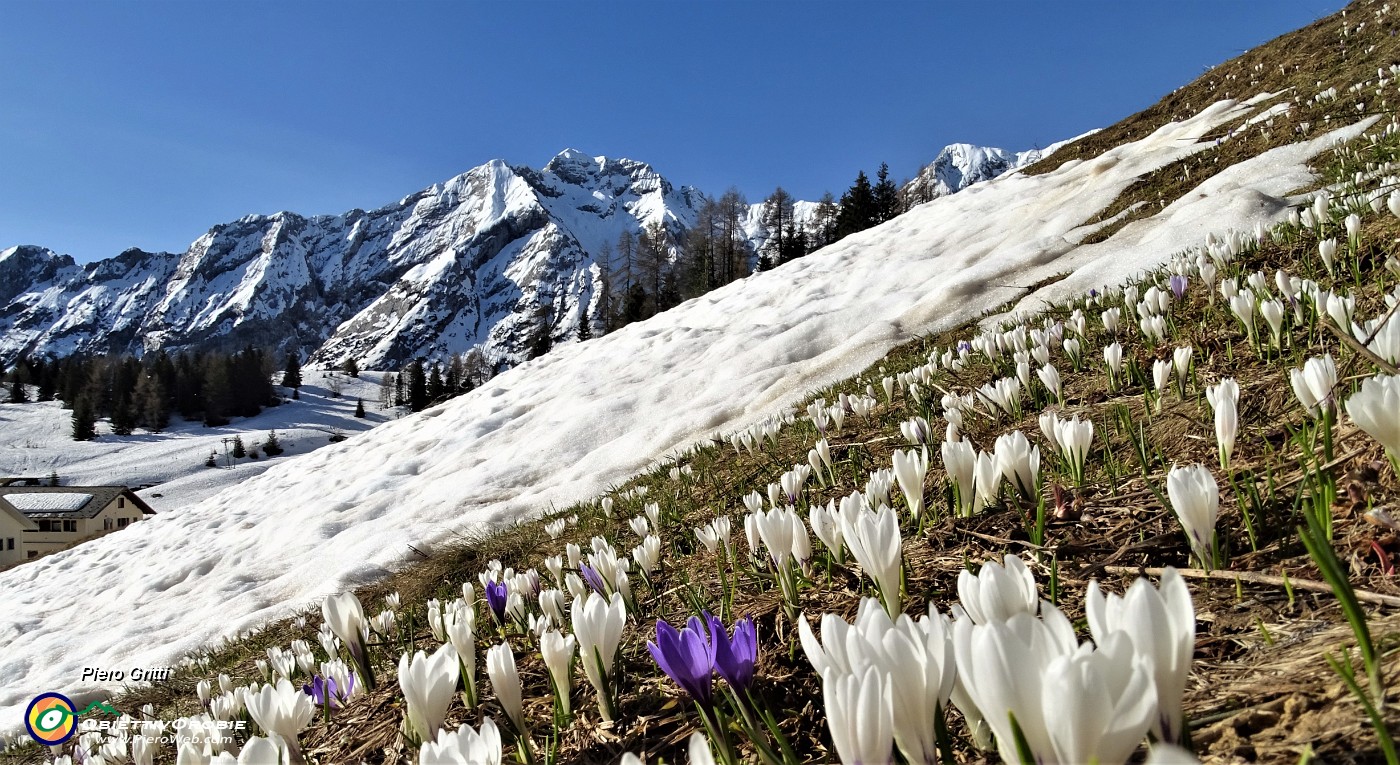 10 San Simone - Si scioglie la neve, fiorisce lo zafferamo maggiore (Crocus vernus).JPG